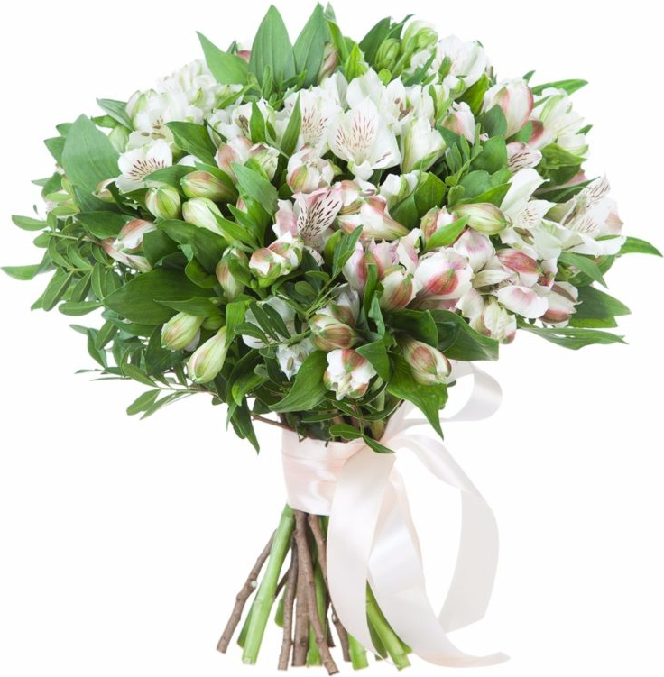 Белые альстромерии